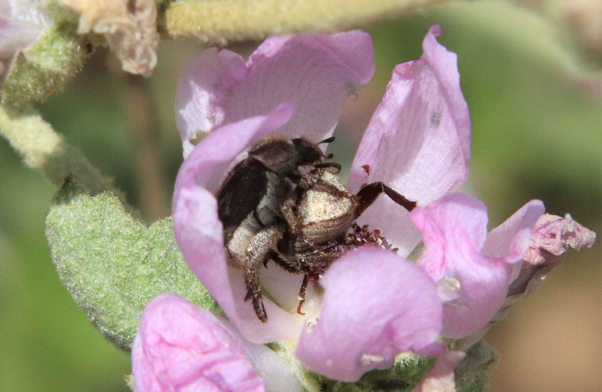 Image of Hoplia callipyge Le Conte 1856