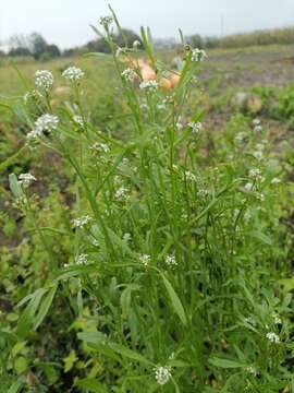 Image of gardencress pepperweed