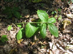 Plancia ëd Melittis melissophyllum subsp. carpatica (Klokov) P. W. Ball