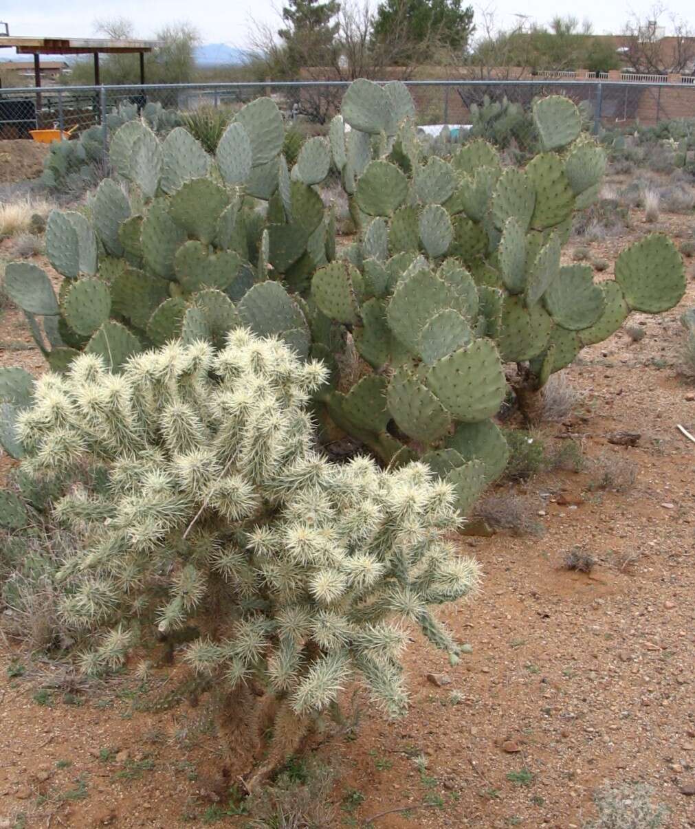 Image de Cylindropuntia bigelovii (Engelm.) F. M. Knuth