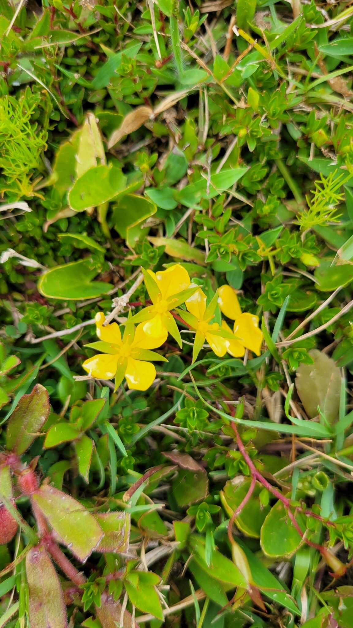 Image of Pond Primrose-Willow