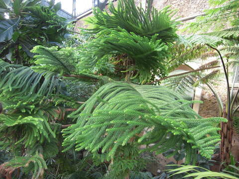 Image of Narrow-leaf araucaria