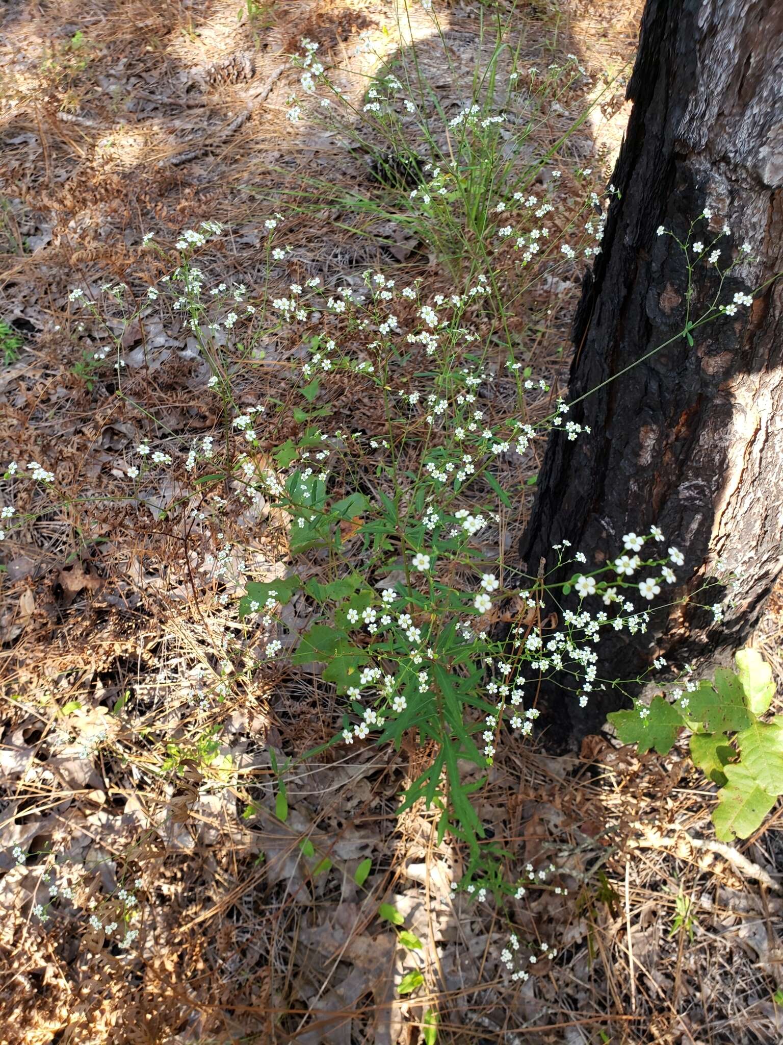 Image of false flowering spurge