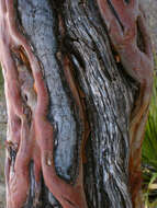 Arbutus xalapensis Kunth resmi