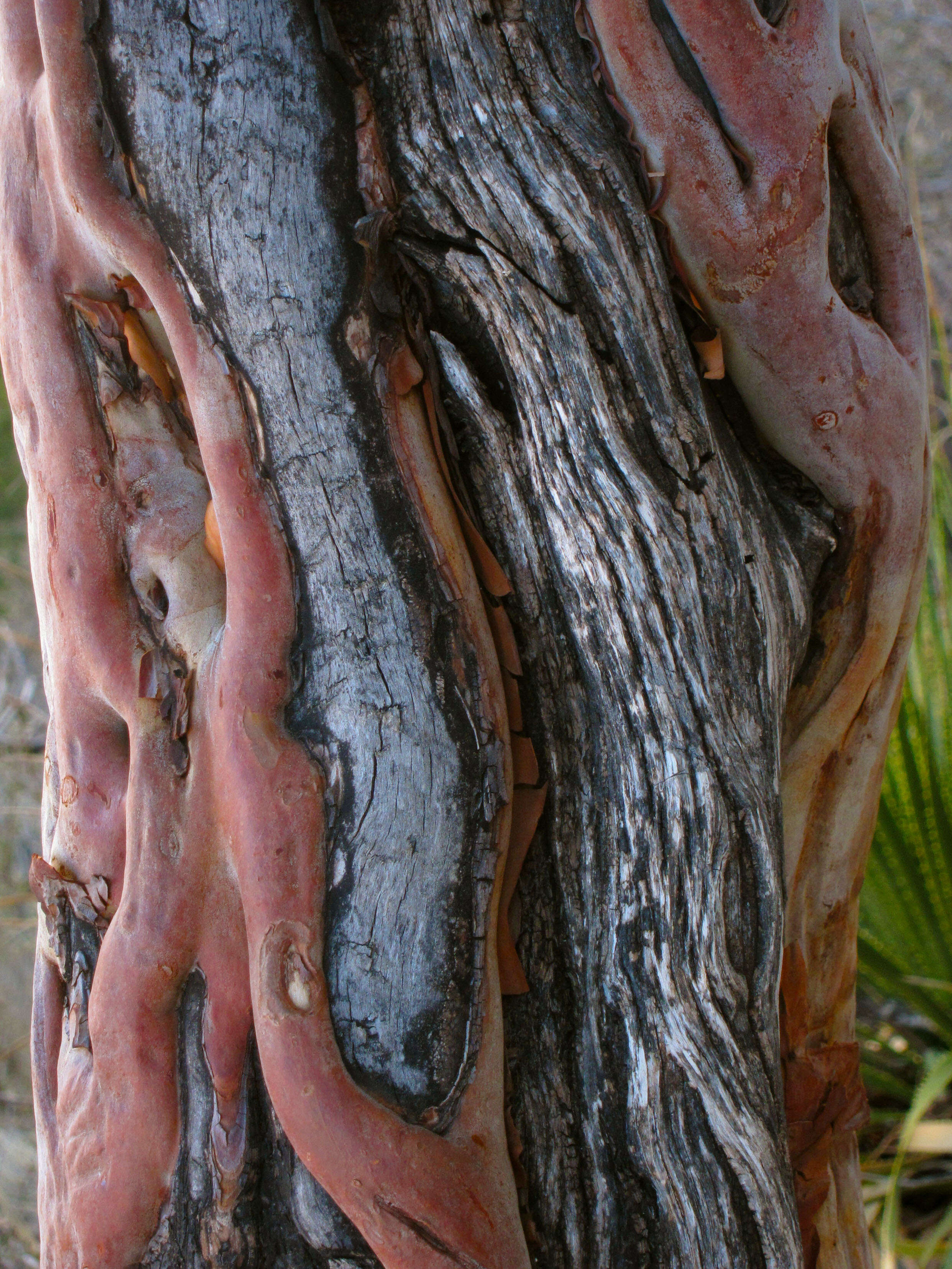 Arbutus xalapensis Kunth resmi