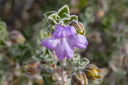 Imagem de Eremophila obovata L. S. Smith