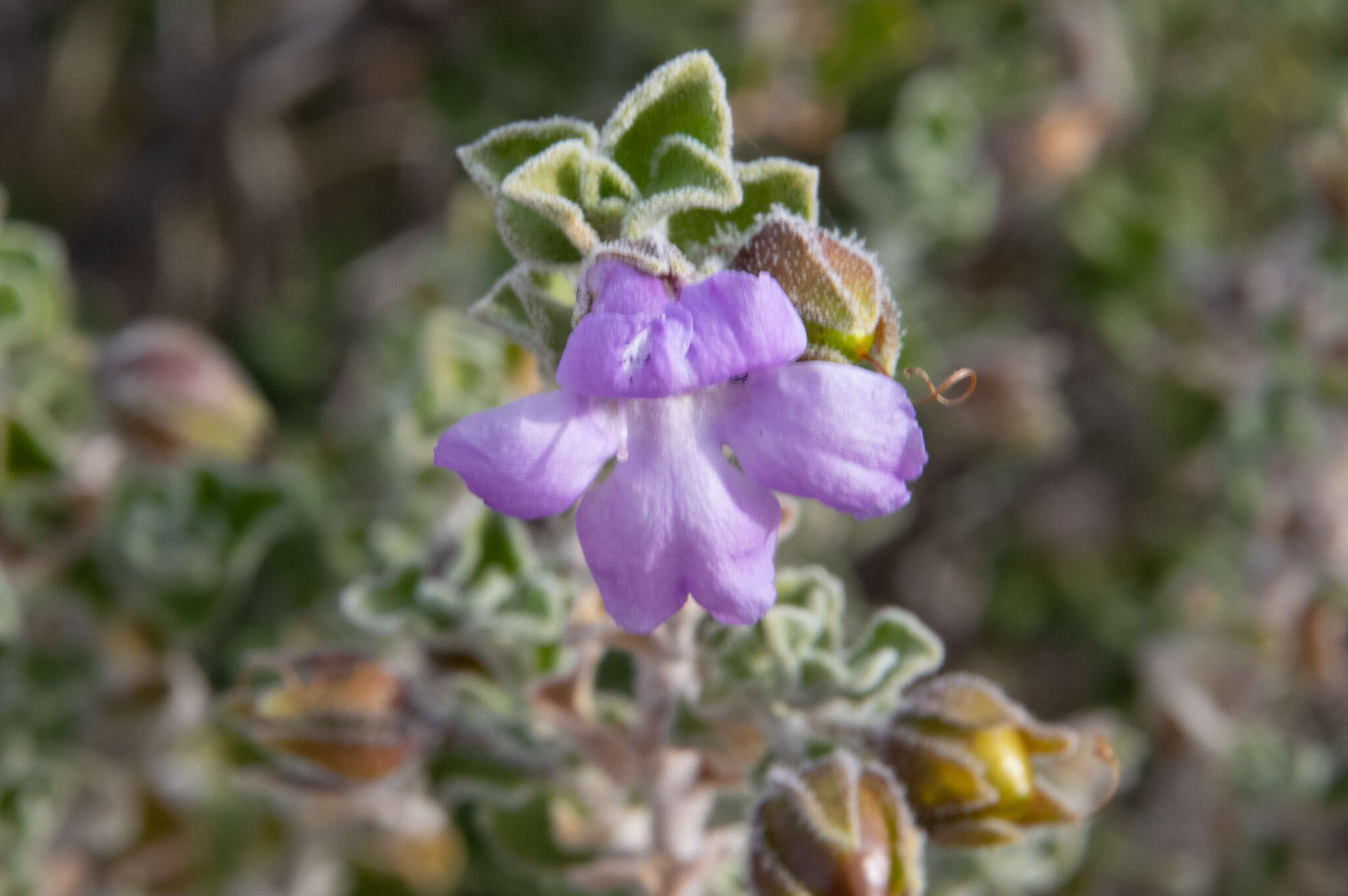 Imagem de Eremophila obovata L. S. Smith