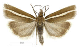 Image of Orocrambus aethonellus Meyrick 1882