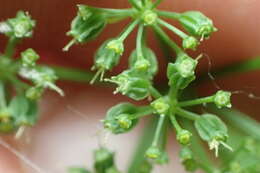 Image of purple meadowparsnip