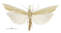 Image of Orocrambus angustipennis Zeller 1877