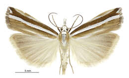 Image of Orocrambus apicellus Zeller 1863