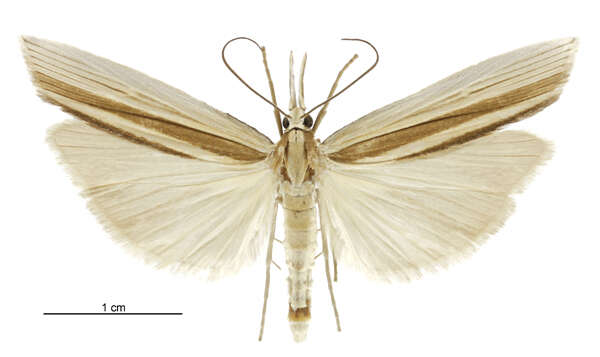 Image of Orocrambus angustipennis Zeller 1877