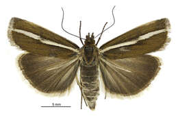 Image of Orocrambus catacaustus Meyrick 1885