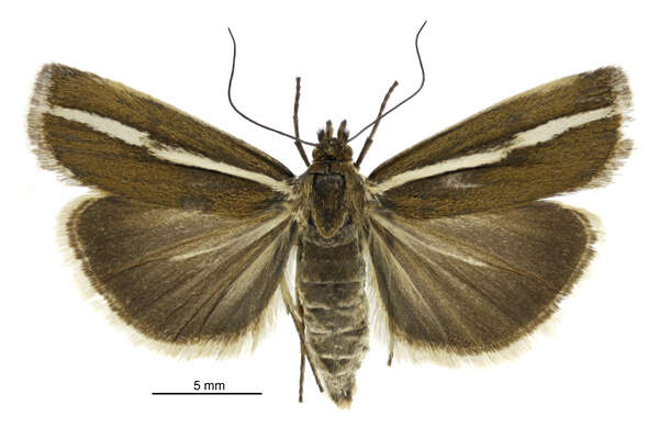 Image of Orocrambus catacaustus Meyrick 1885