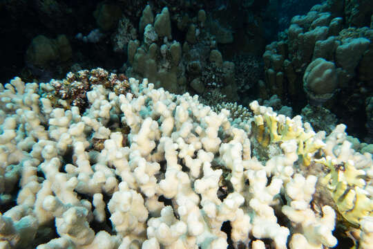 Image of hedgehog coral