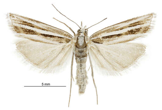 Image of Orocrambus corruptus Butler 1877