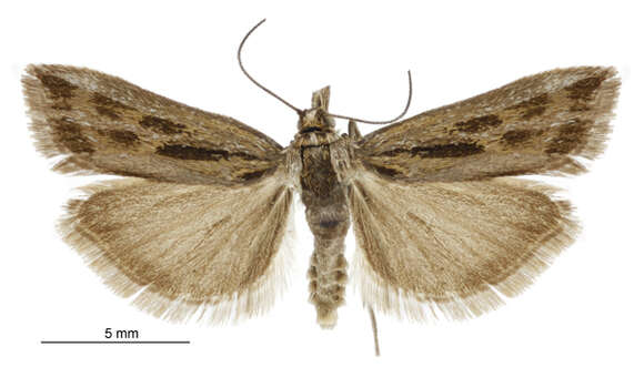 Image of Orocrambus corruptus Butler 1877