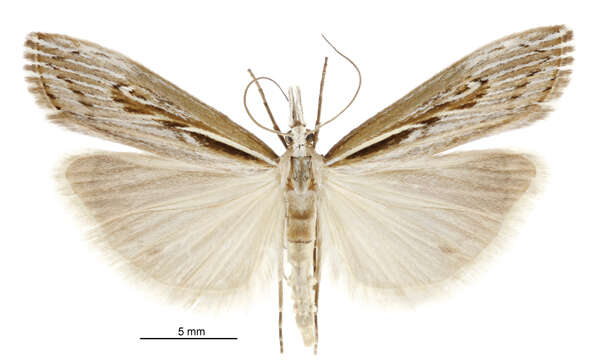 Image of Orocrambus harpophorus Meyrick 1882
