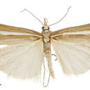 Image of Orocrambus heteraulus Meyrick 1905