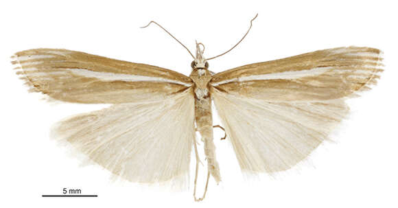 Image of Orocrambus heteraulus Meyrick 1905