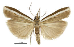 Image of Orocrambus horistes Meyrick 1902