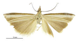 Image of Orocrambus jansoni Gaskin 1975