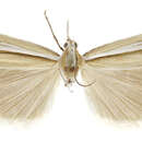 Image of Orocrambus lectus Philpott 1929