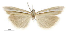 Image of Orocrambus lectus Philpott 1929