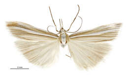 Image of Orocrambus lewisi Gaskin 1975