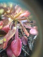 Image of Cochlearia groenlandica L.