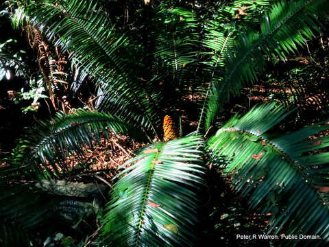Image of Ground Cycad
