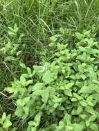 Image de Stachys pycnantha Benth.