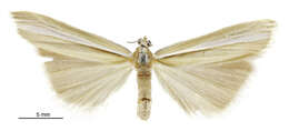 Image of Orocrambus lectus Philpott 1929