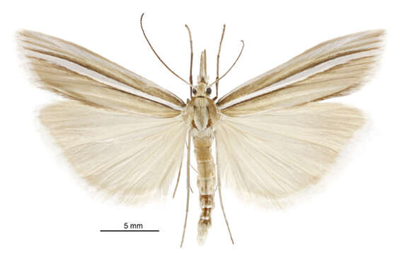 Image of Orocrambus