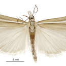 Image of Orocrambus paraxenus Meyrick 1885