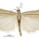 Imagem de Orocrambus paraxenus Meyrick 1885