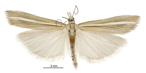 Image of Orocrambus paraxenus Meyrick 1885