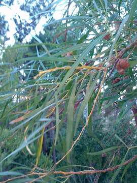 Image of orange wattle