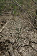 Image of Slender Sternbergia