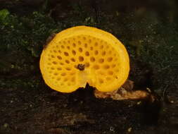 Image of orange pore fungus