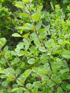 Image of Green Alder