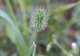 Image of Phleum echinatum Host