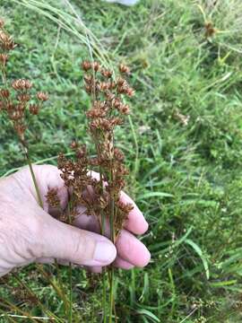 Image of Juncus capensis Thunb.