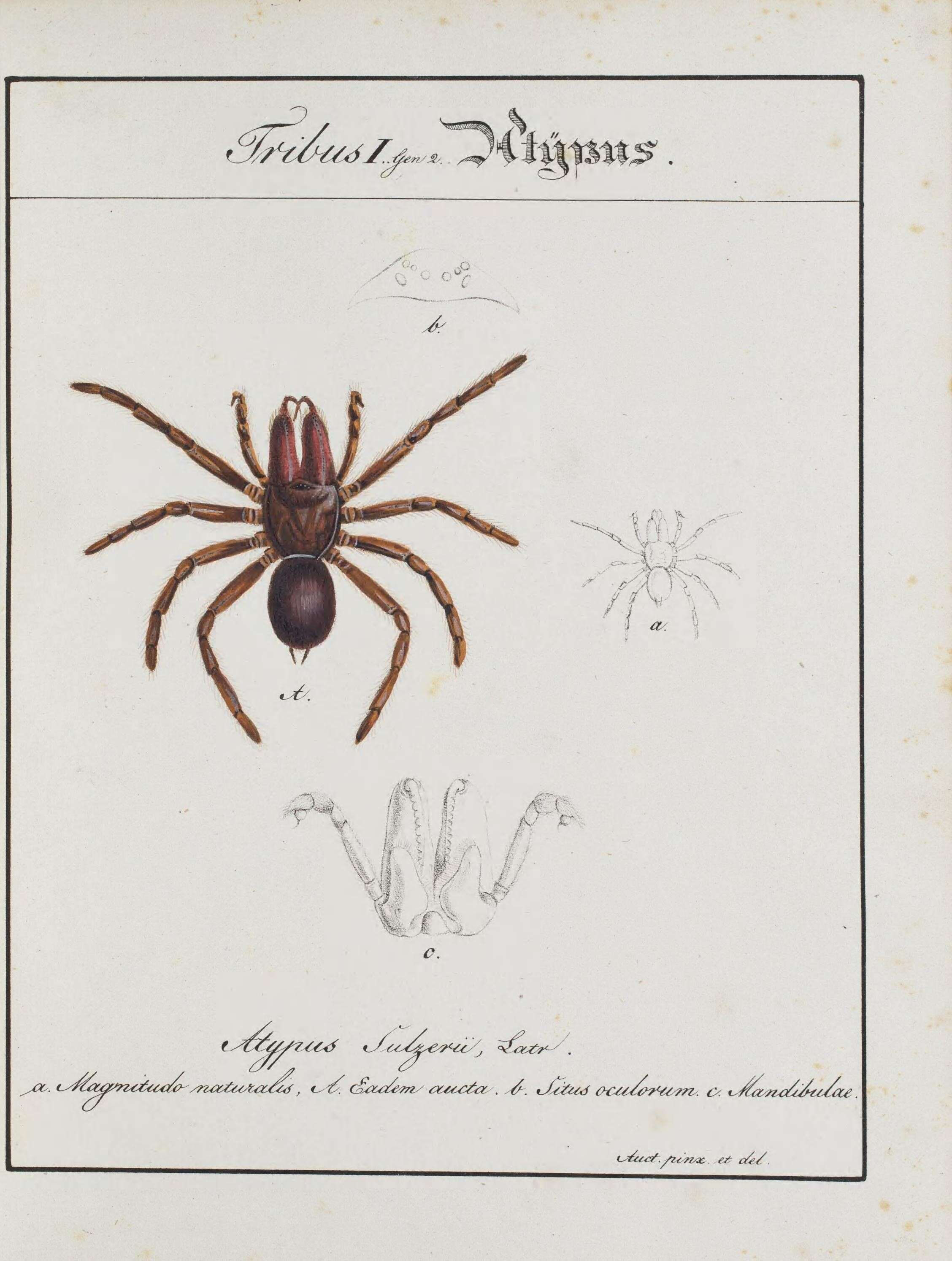 Image of Atypus piceus (Sulzer 1776)