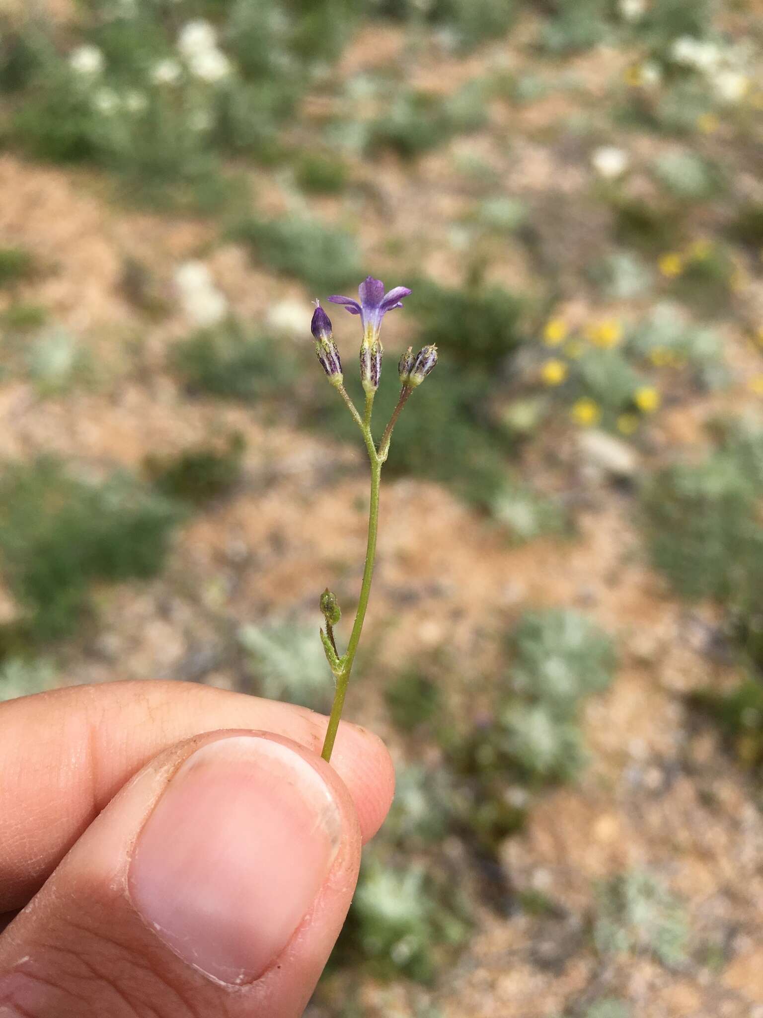 Image of El Paso gilia