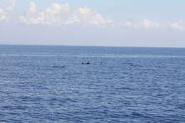 Image of Blue-white Dolphin