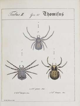 Image of Philodromus margaritatus (Clerck 1757)