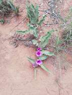 Image of Ipomoea ommanneyi Rendle