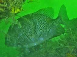 Image of Golden rabbitfish