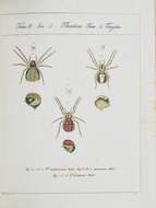 Image of Theridion pictum (Walckenaer 1802)